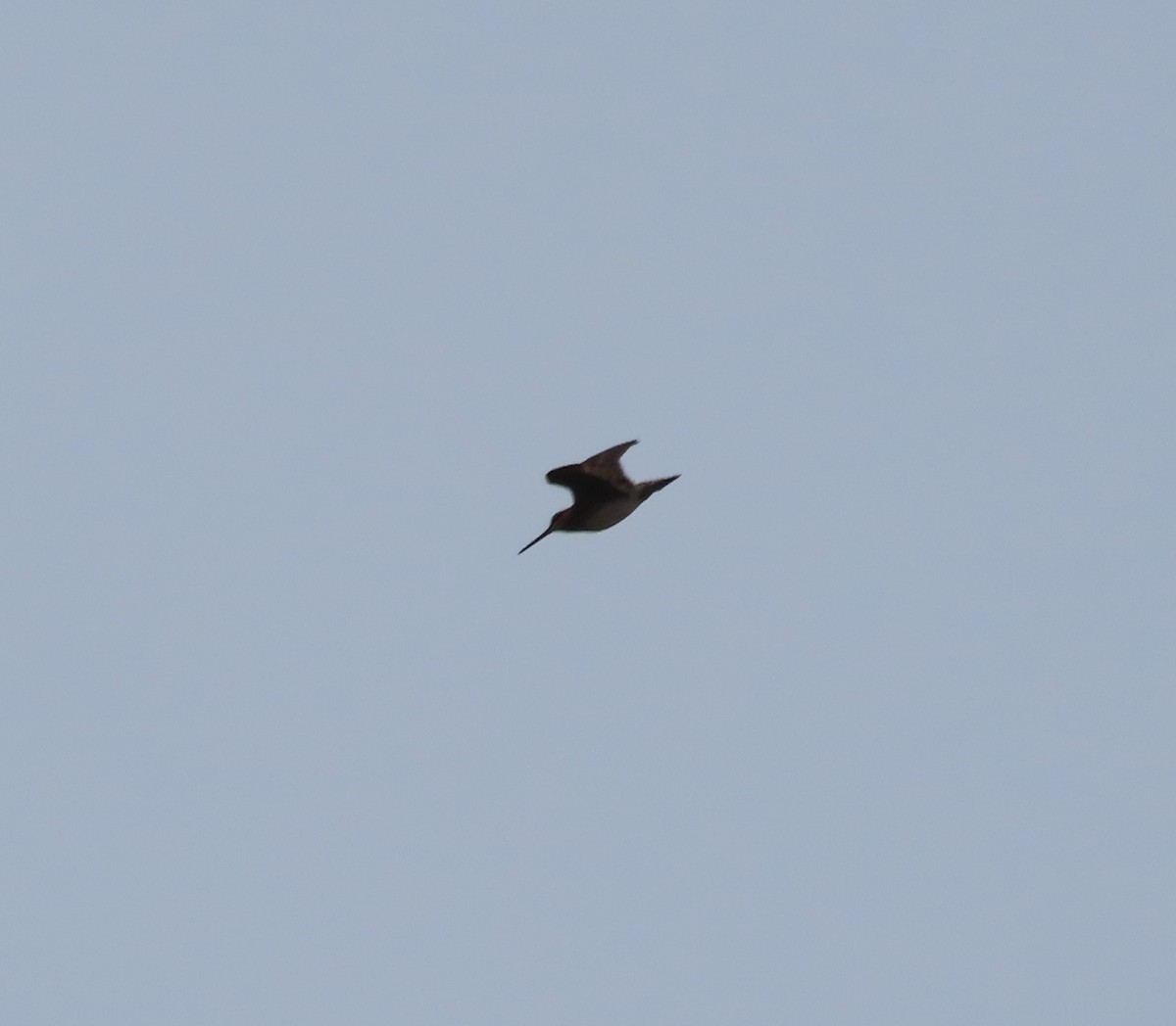 Wilson's Snipe - ML635929064