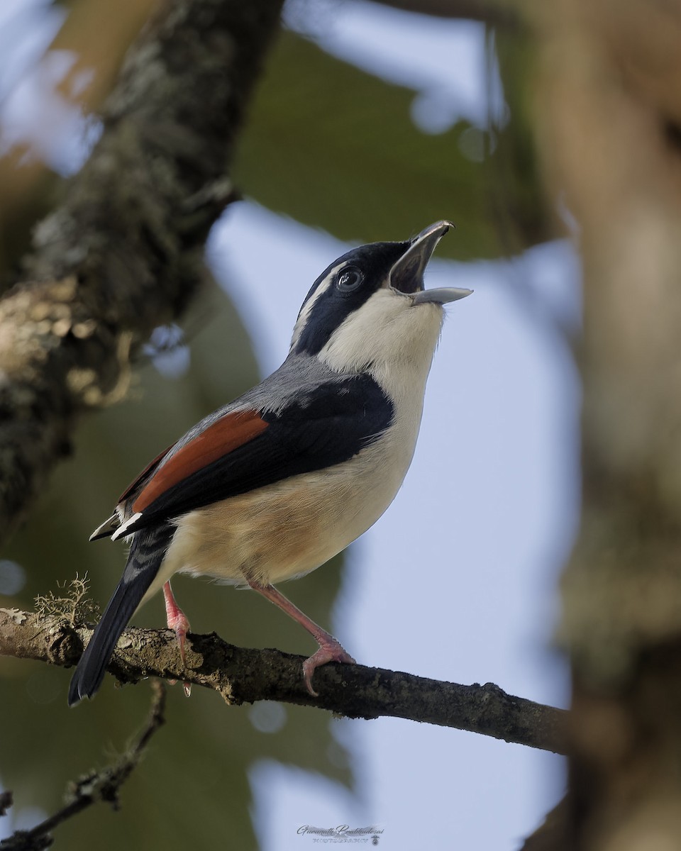 White-browed Shrike-Babbler (Chestnut-winged) - ML635929068