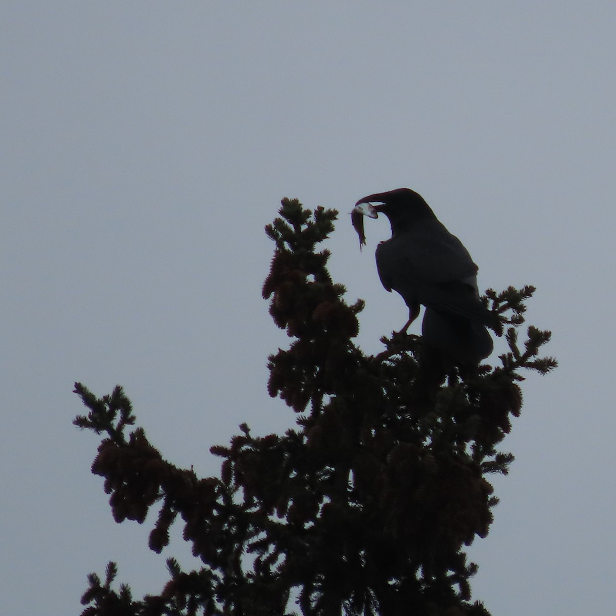 American Crow - ML635929073