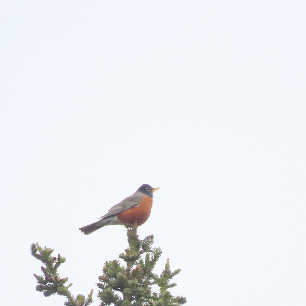American Robin - ML635929080
