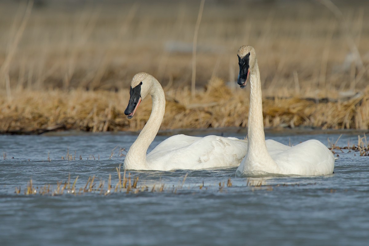Trumpeter Swan - ML635929100