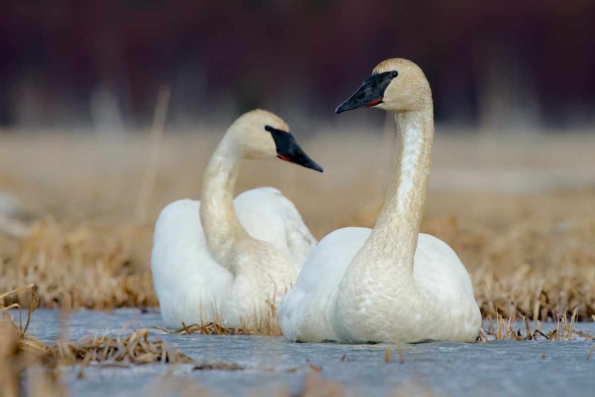 Trumpeter Swan - ML635929101