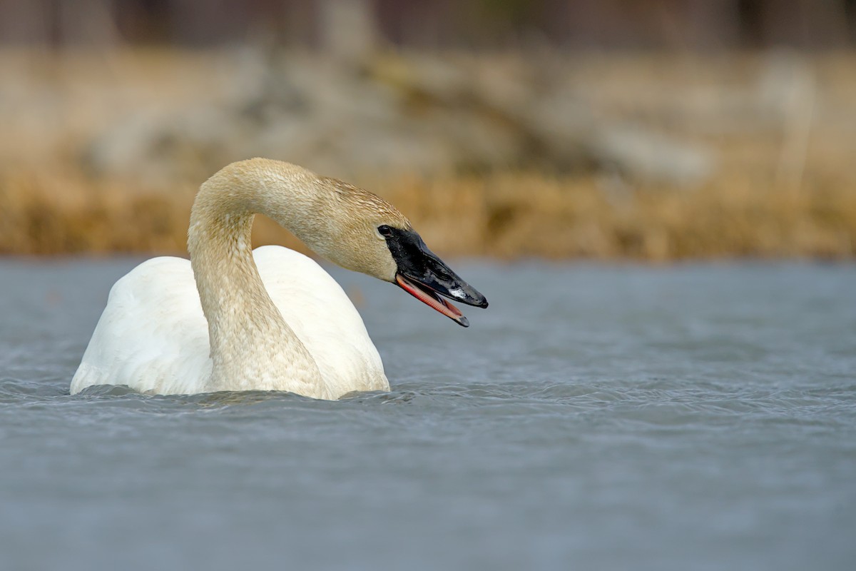 Trumpeter Swan - ML635929102