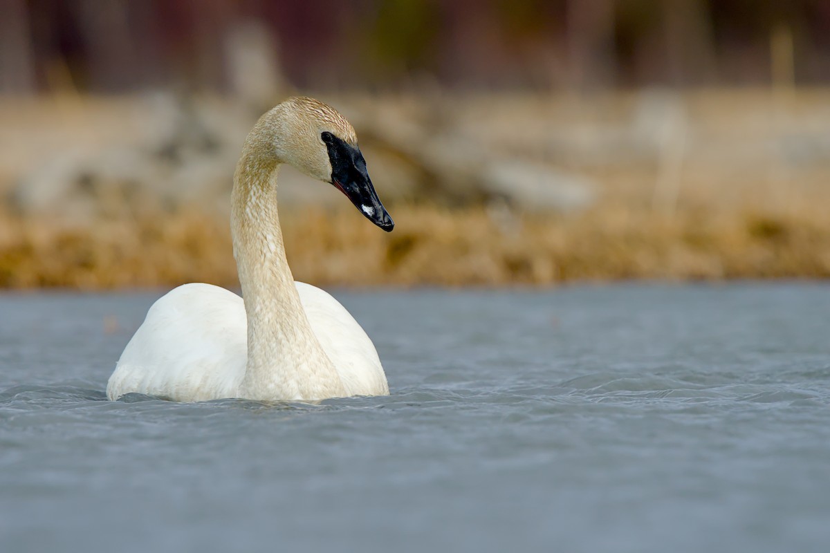 Trumpeter Swan - ML635929103