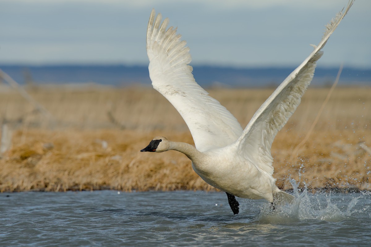 Trumpeter Swan - ML635929104