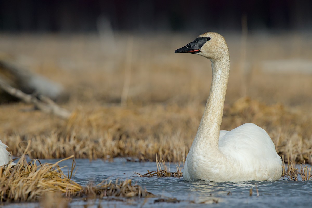 Trumpeter Swan - ML635929105