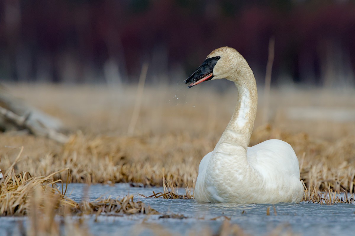 Trumpeter Swan - ML635929106