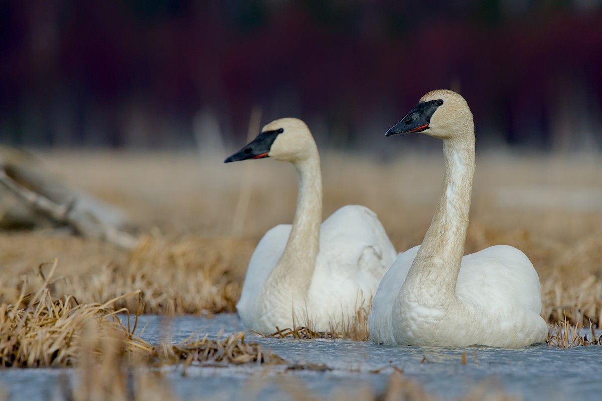 Trumpeter Swan - ML635929107