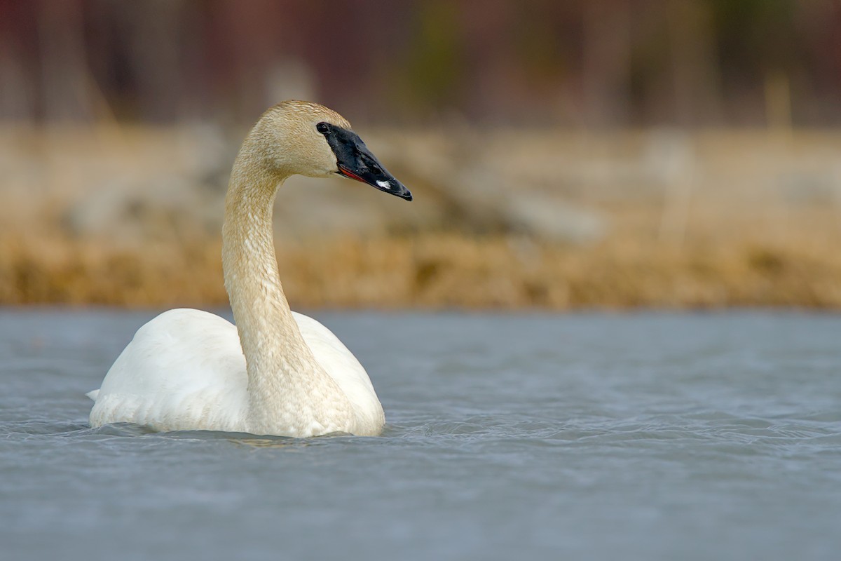 Trumpeter Swan - ML635929108