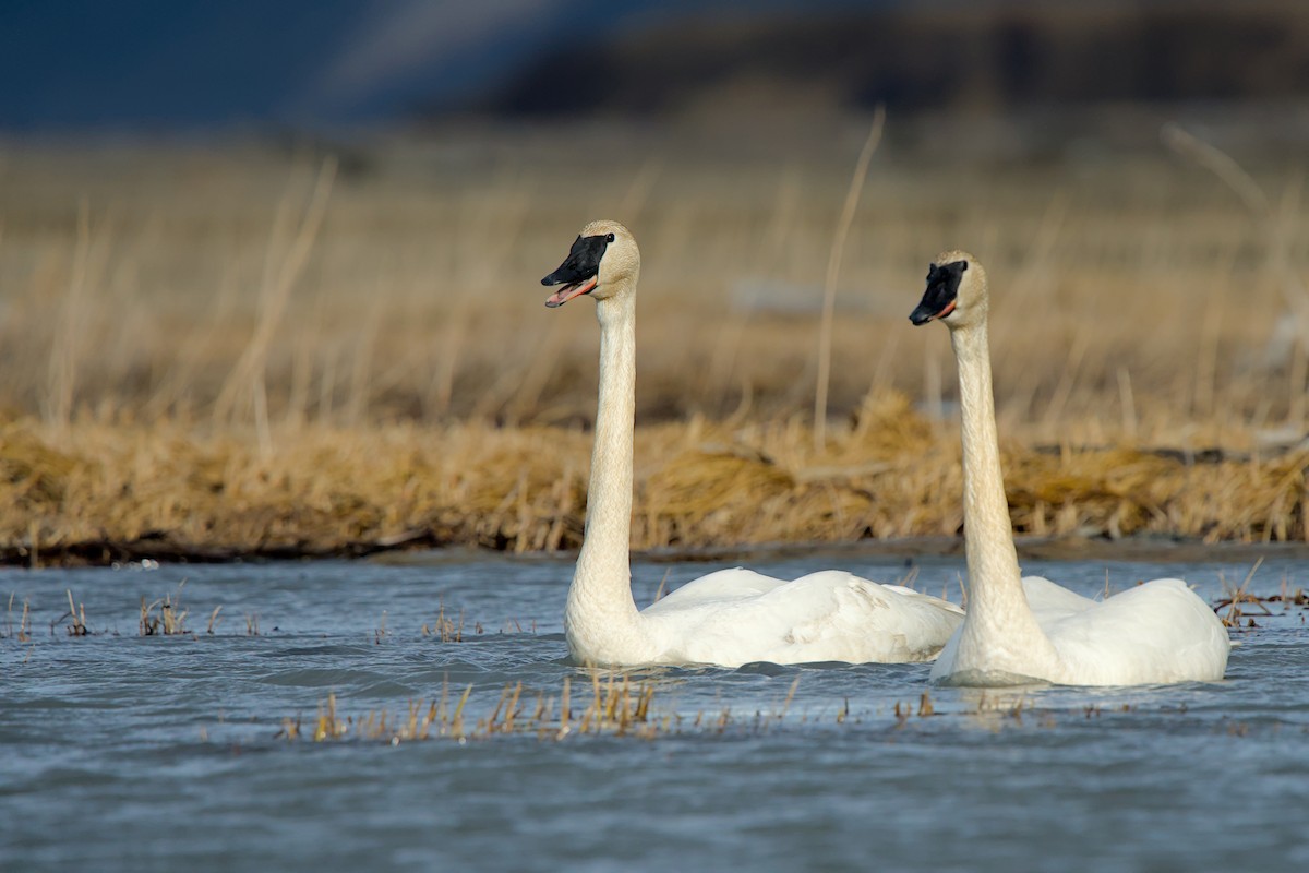 Trumpeter Swan - ML635929110