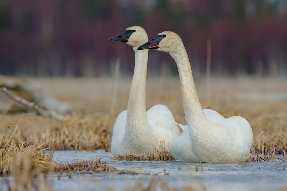 Trumpeter Swan - ML635929111