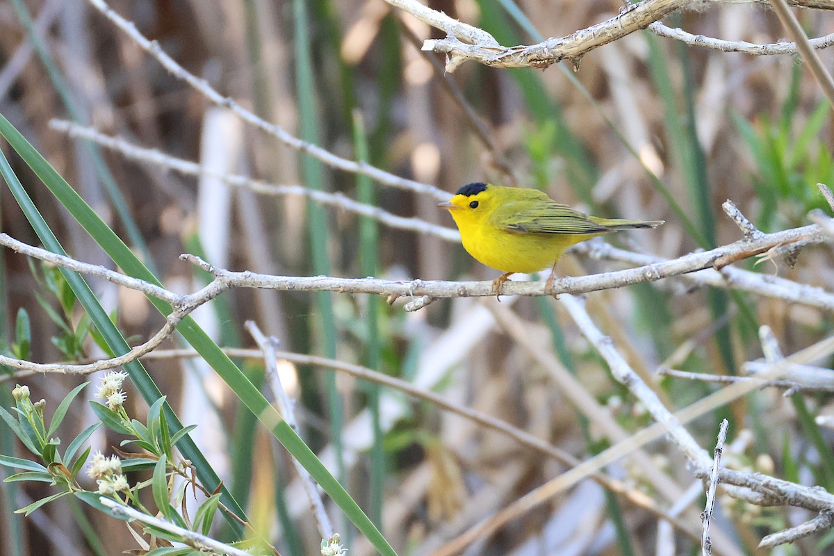 Wilson's Warbler - ML635929112