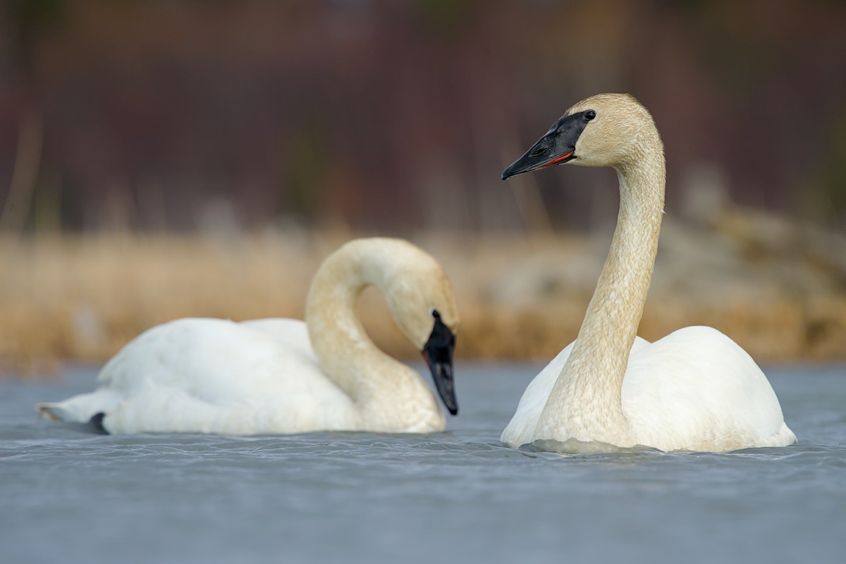 Trumpeter Swan - ML635929114
