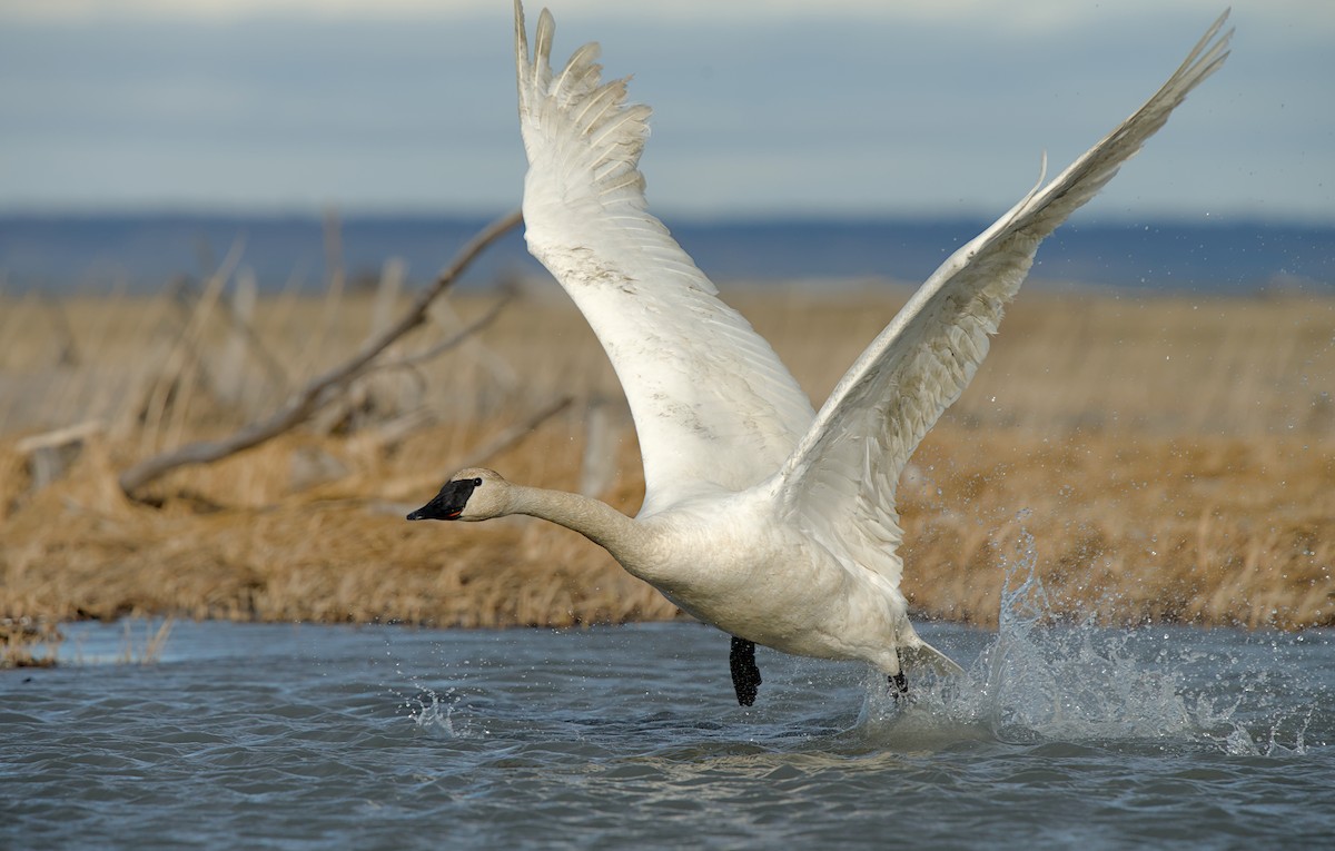 Trumpeter Swan - ML635929115