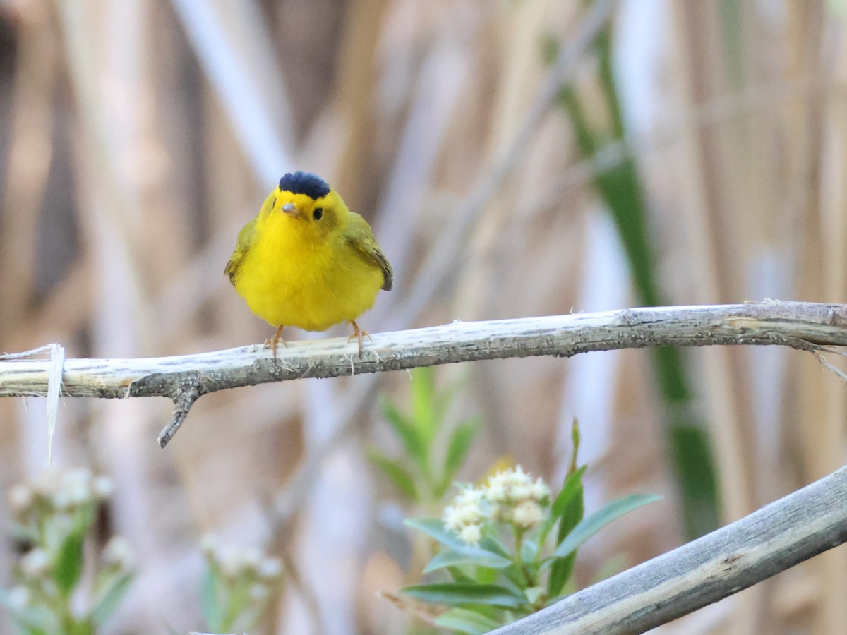 Wilson's Warbler - ML635929118