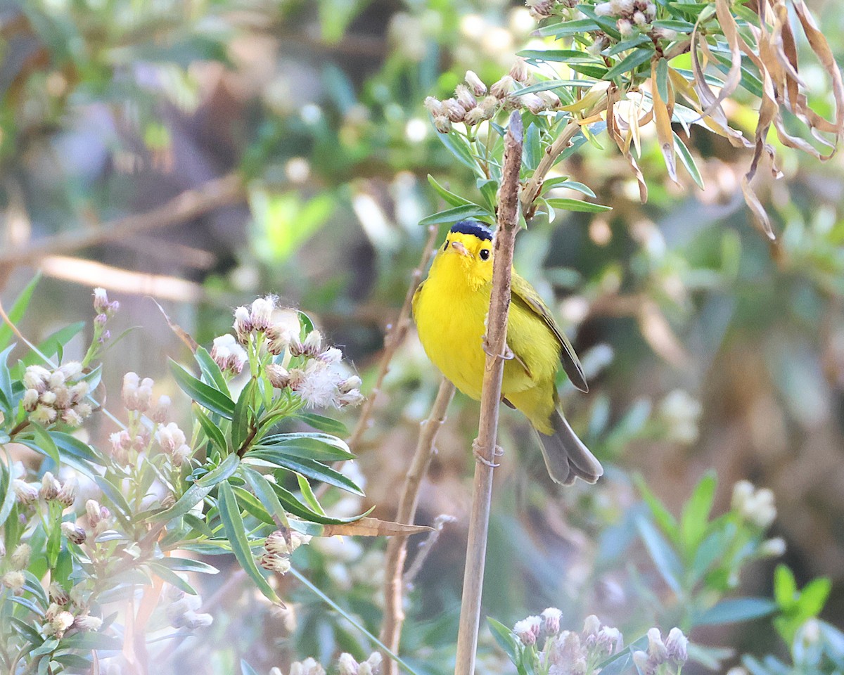 Wilson's Warbler - ML635929119