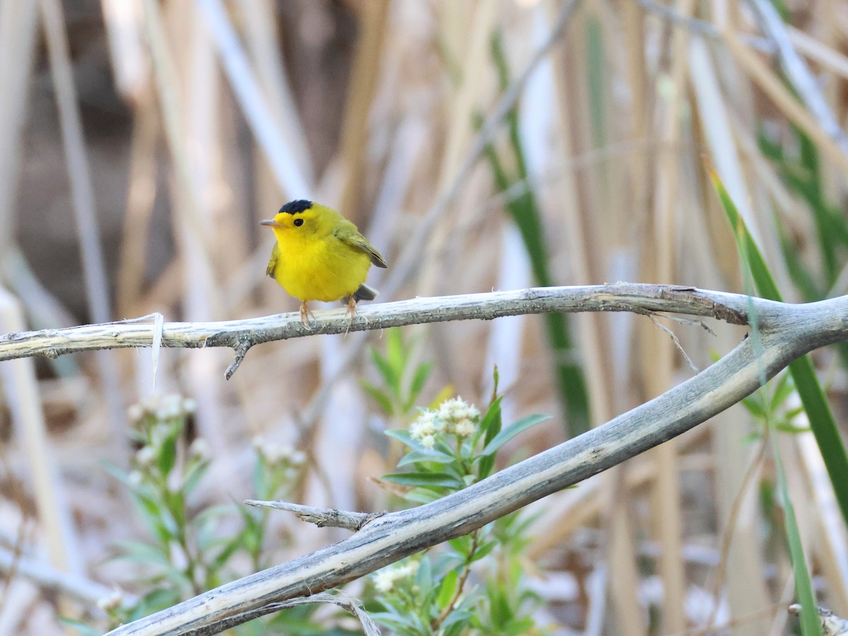 Wilson's Warbler - ML635929120