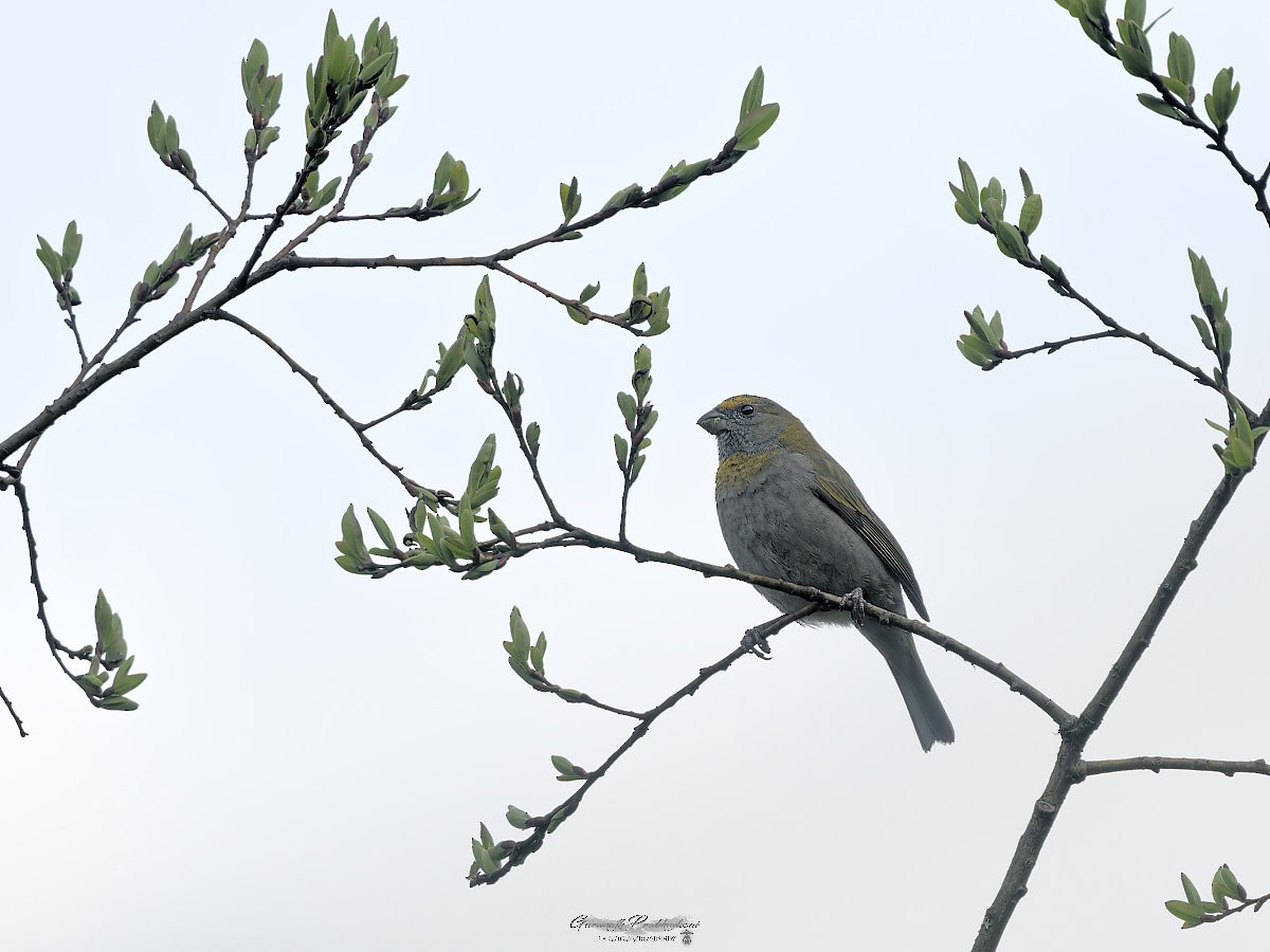 Crimson-browed Finch - ML635929345