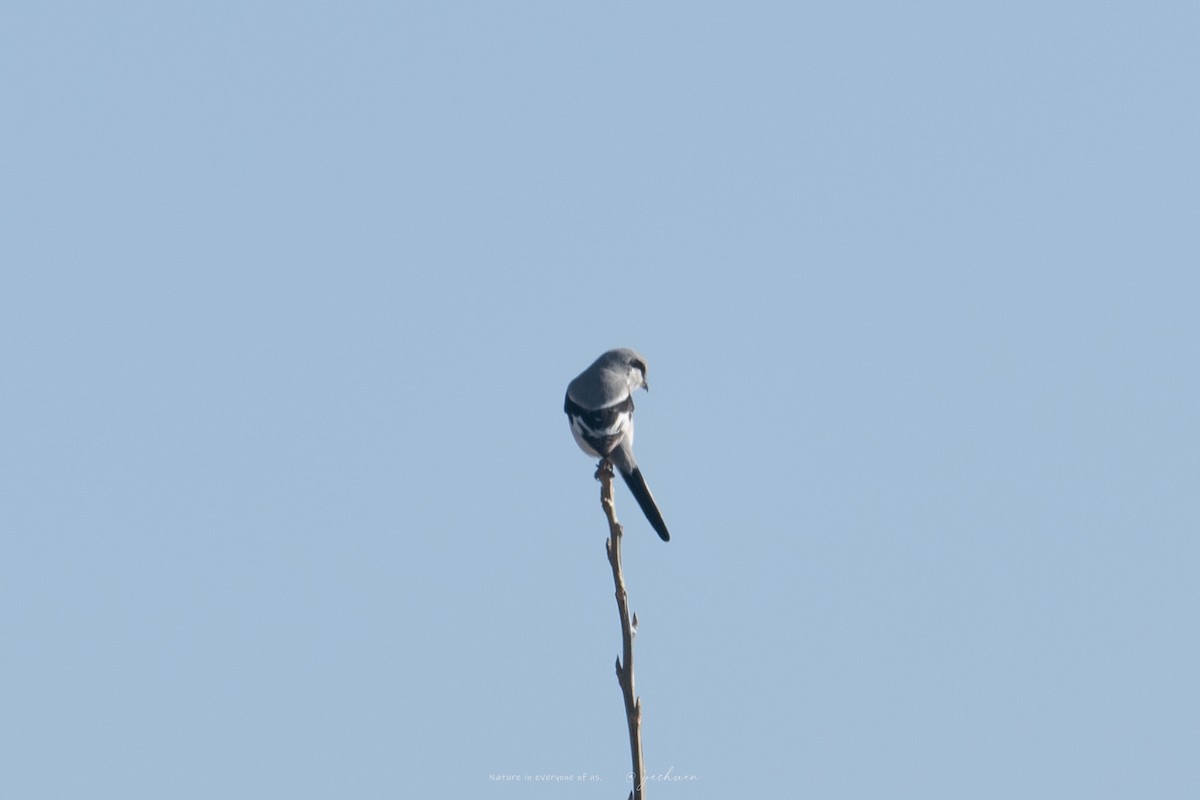 Chinese Gray Shrike - ML635929493