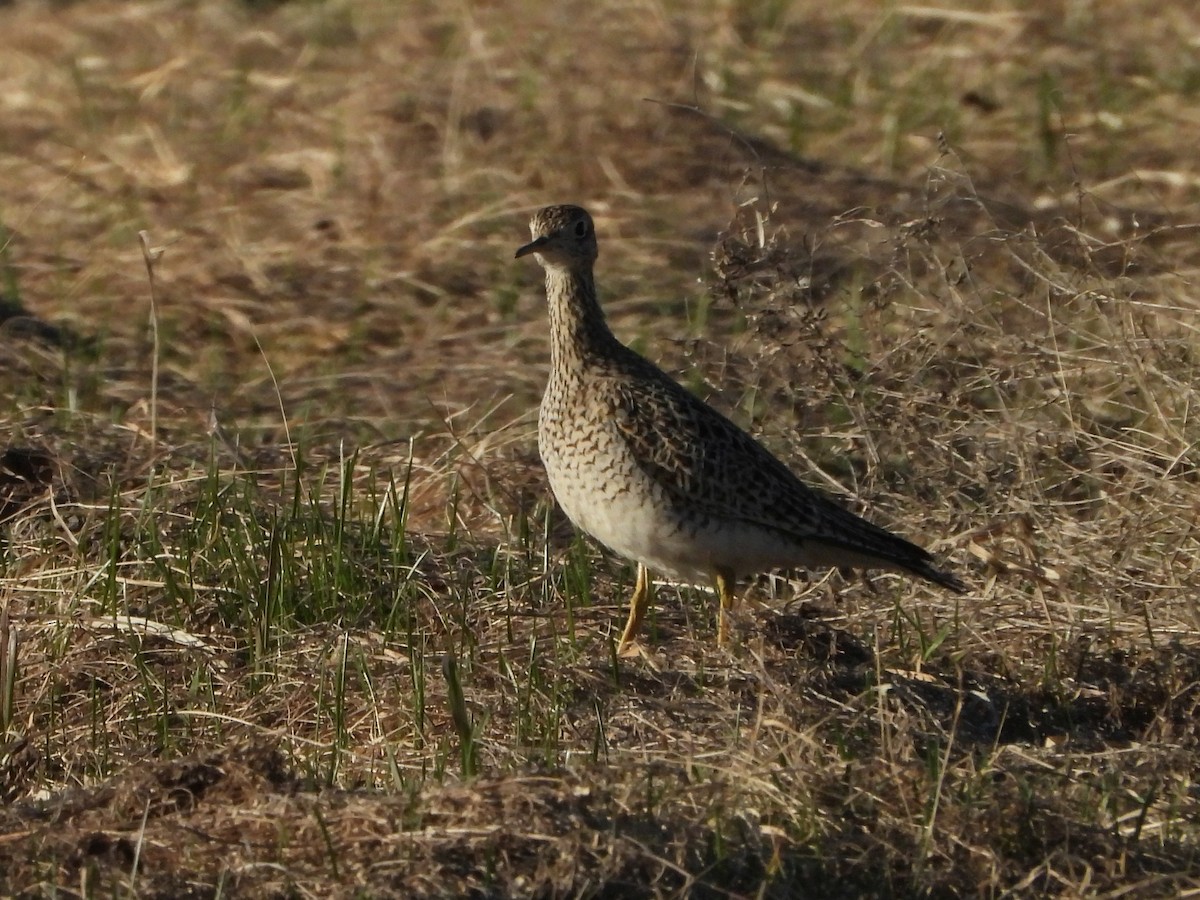Upland Sandpiper - ML635929498