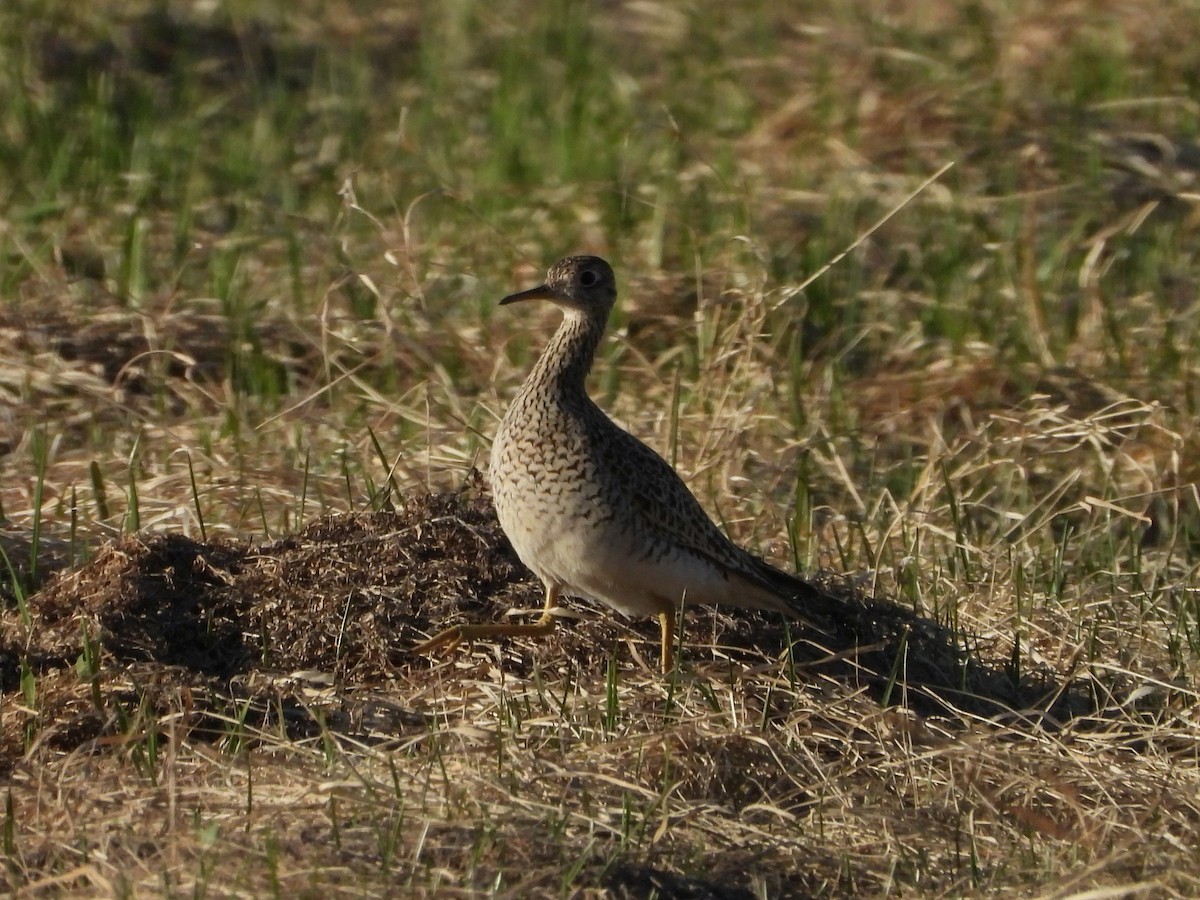 Upland Sandpiper - ML635929499