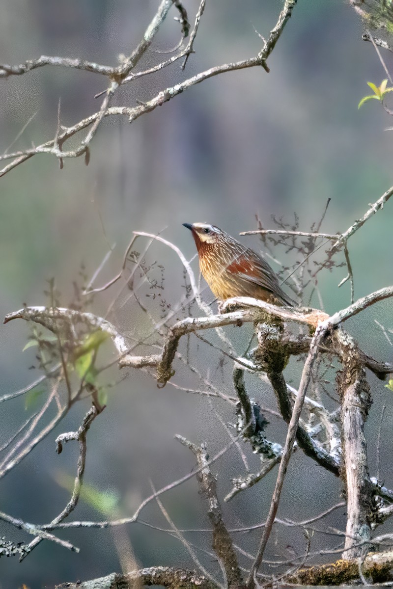 Striped Laughingthrush - ML635929563
