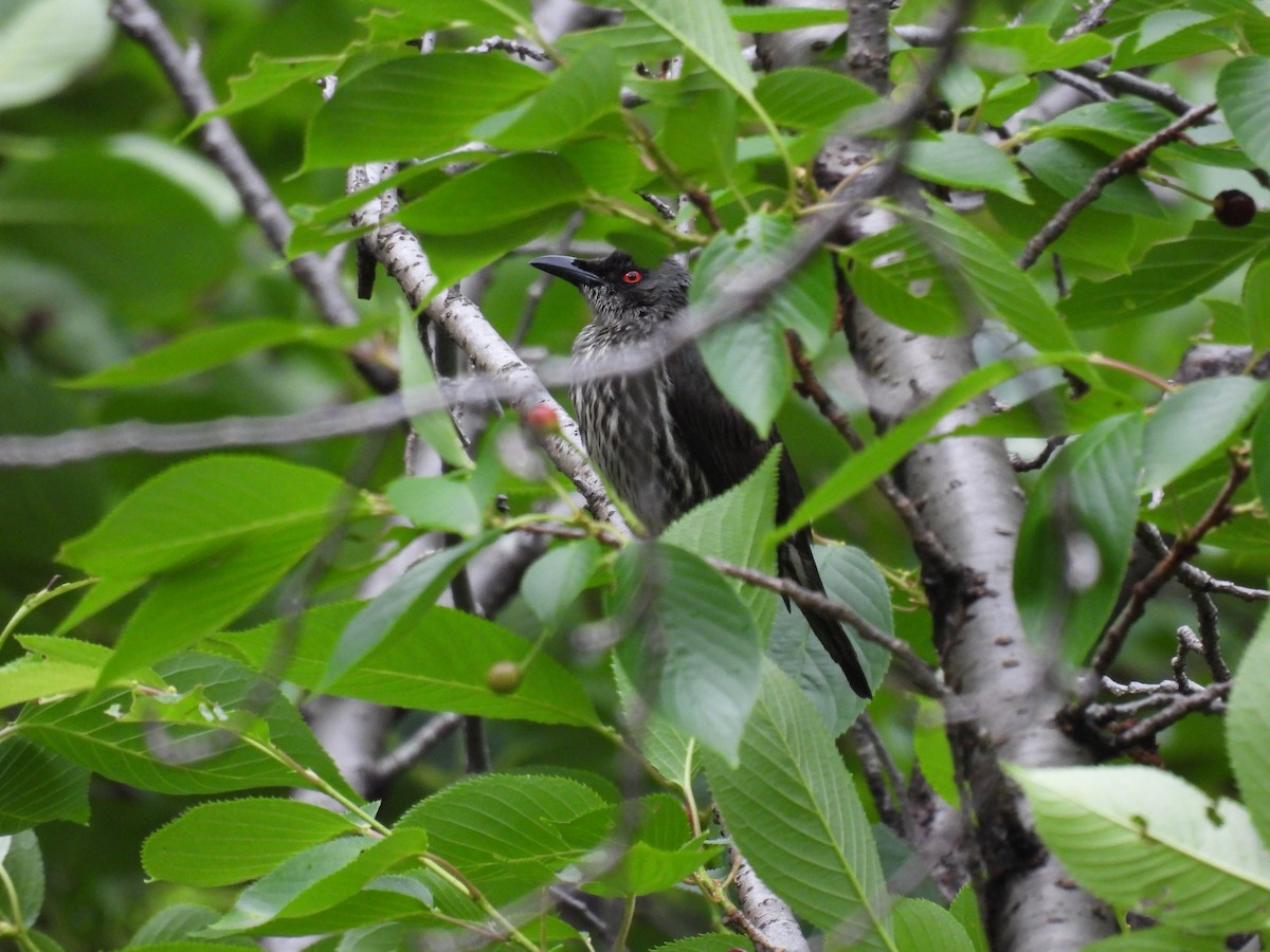 Asian Glossy Starling - ML635929612