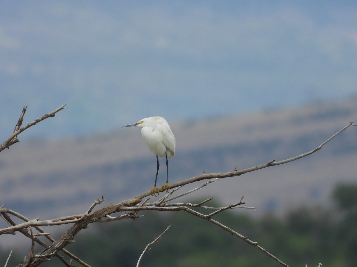 Snowy Egret - ML635929615