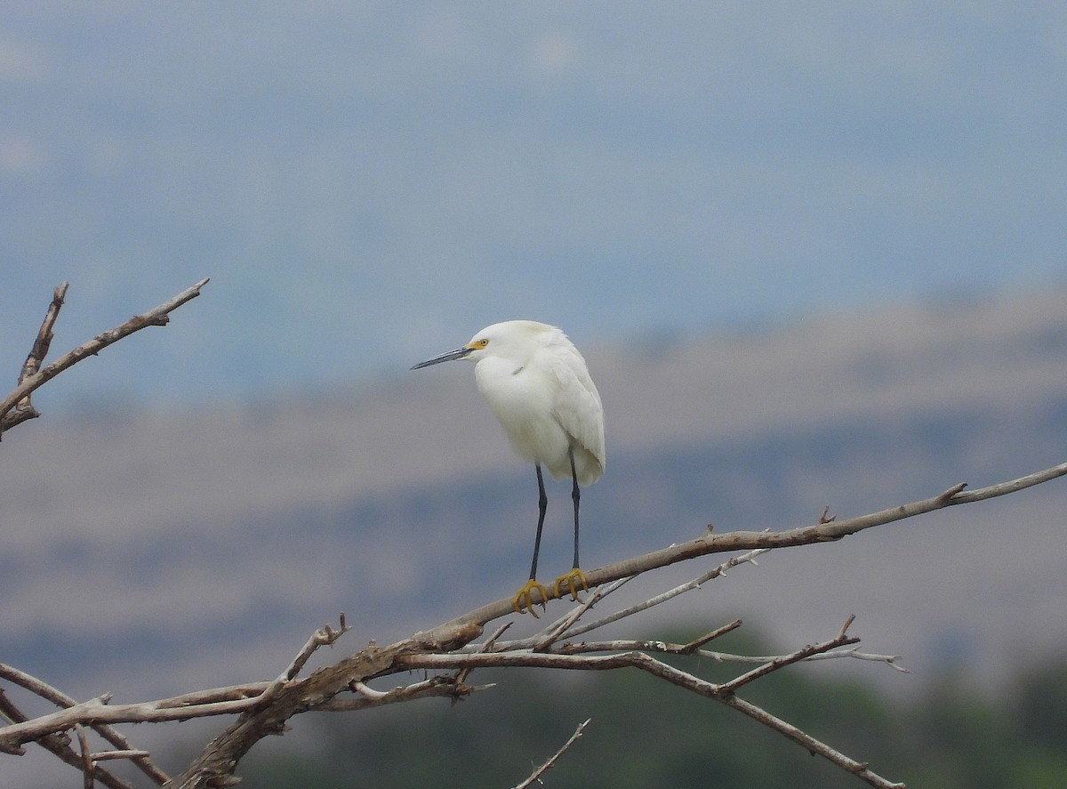 Snowy Egret - ML635929616