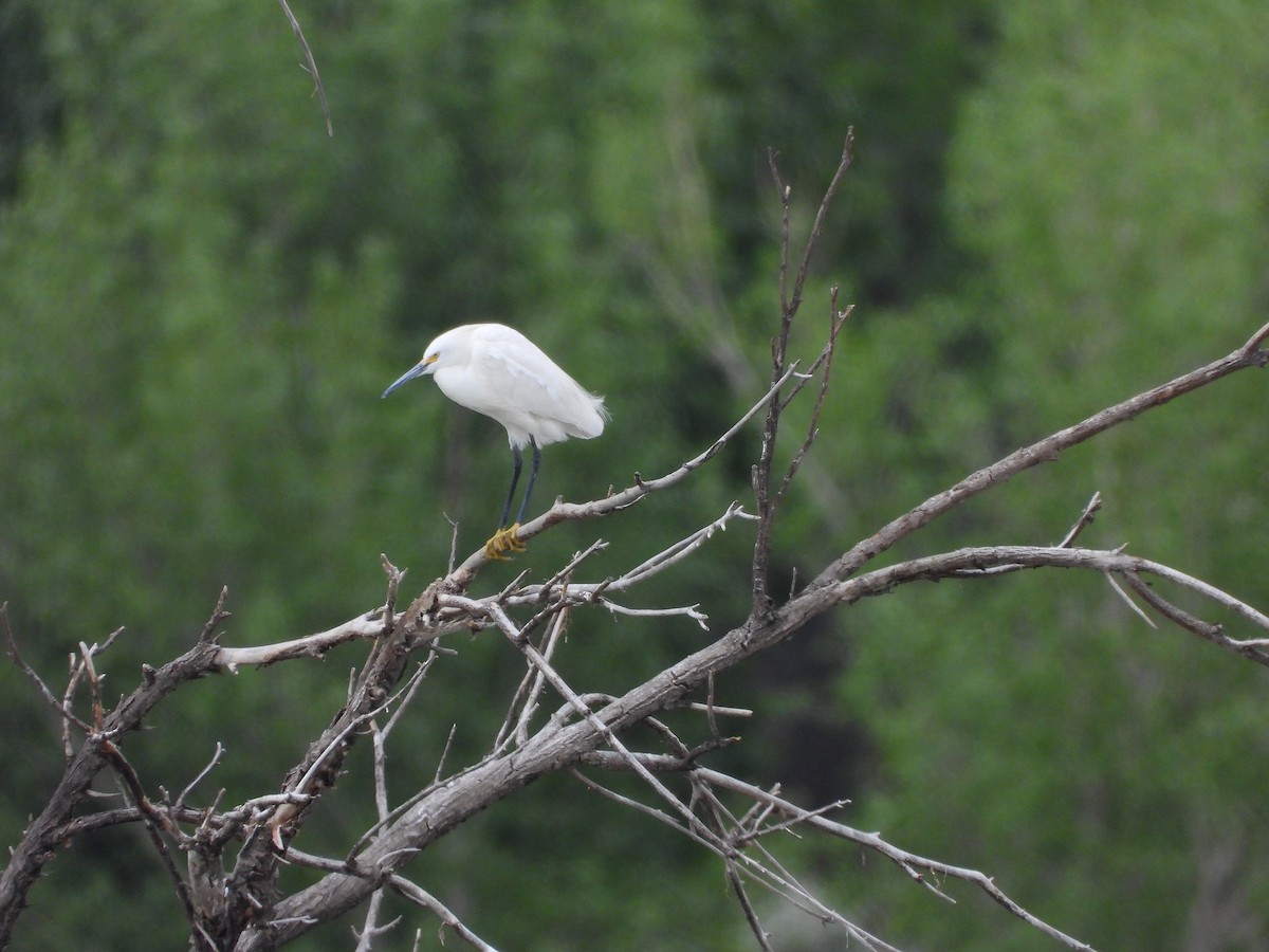 Snowy Egret - ML635929617