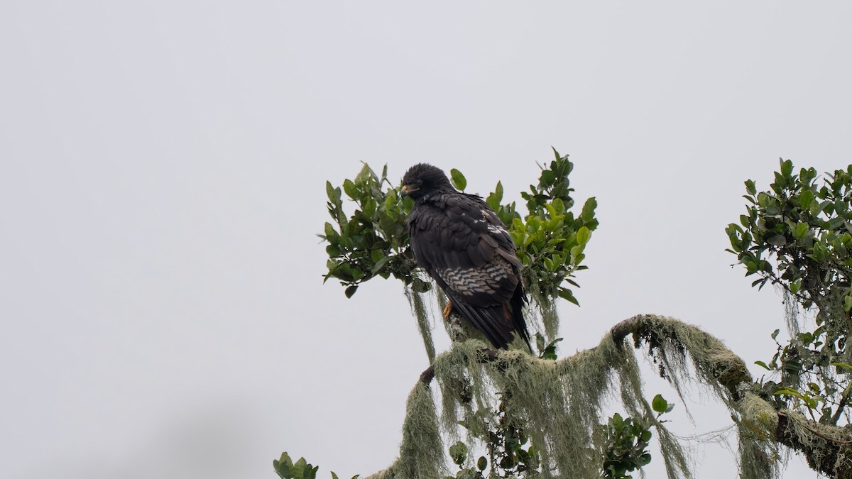 Augur Buzzard (Augur) - ML635929704