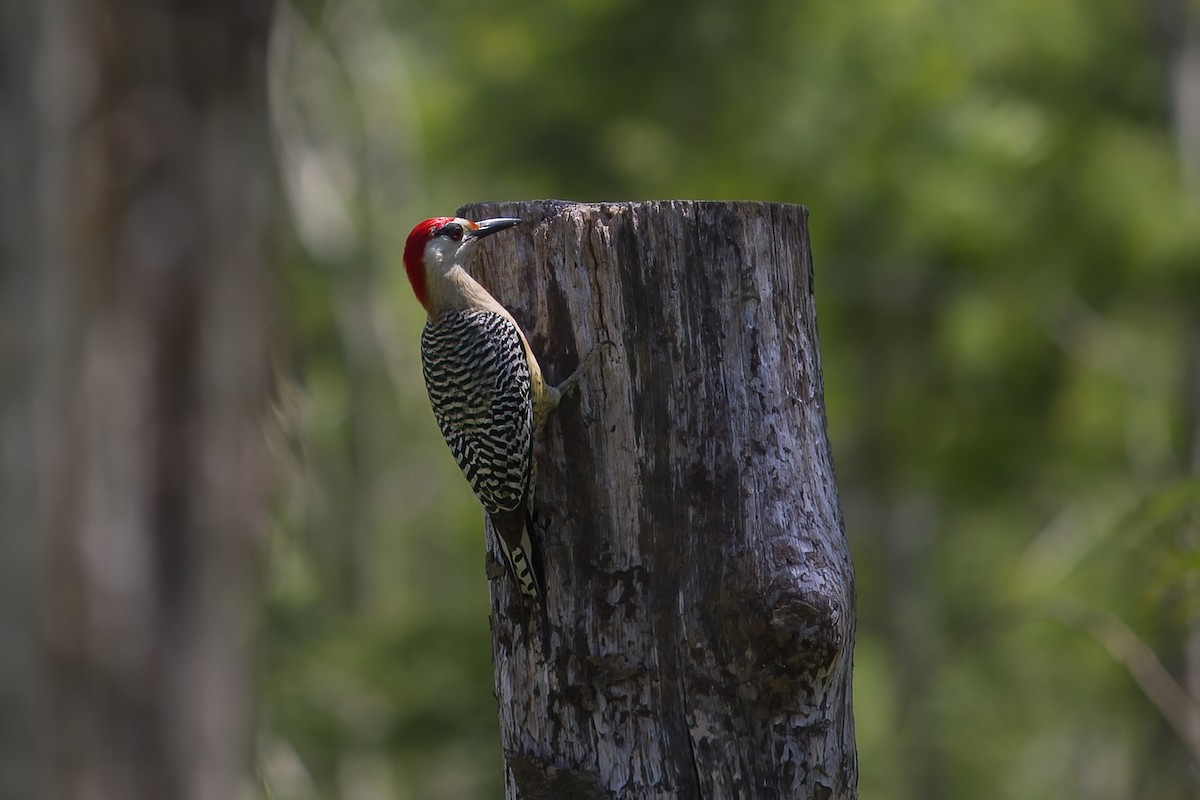 West Indian Woodpecker - ML635929772