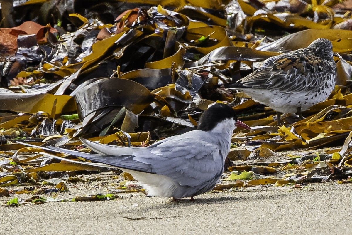 Умардын хараалай - ML635929791