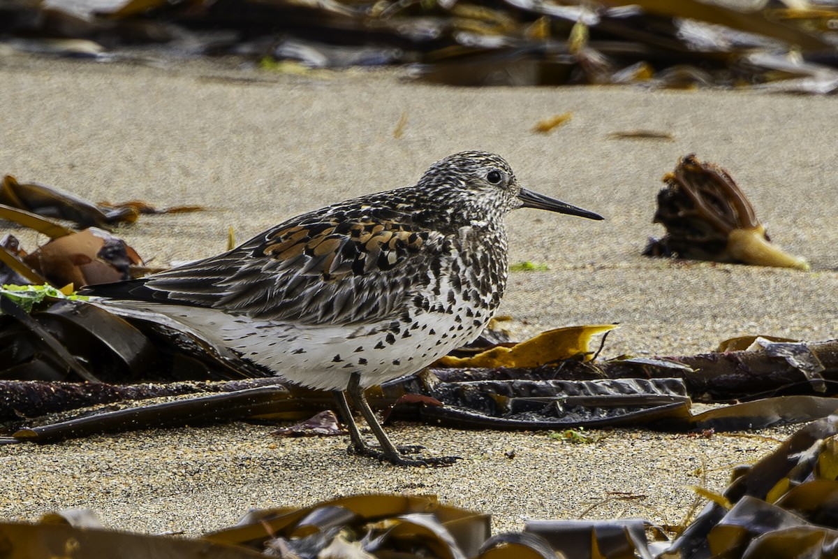 Great Knot - ML635929793