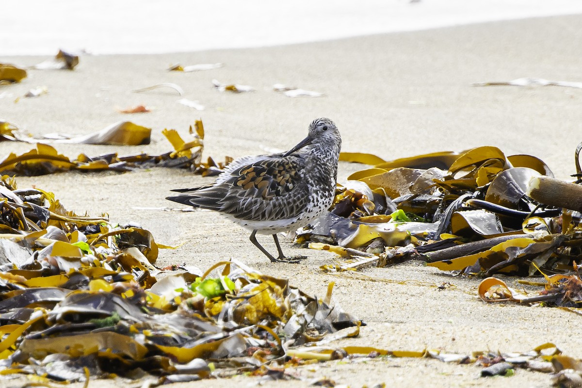 Great Knot - ML635929798