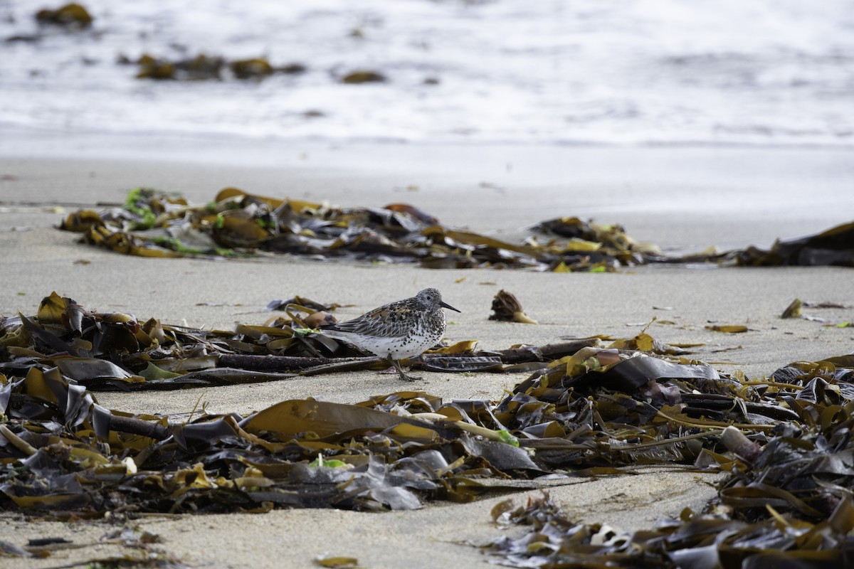 Great Knot - ML635929799