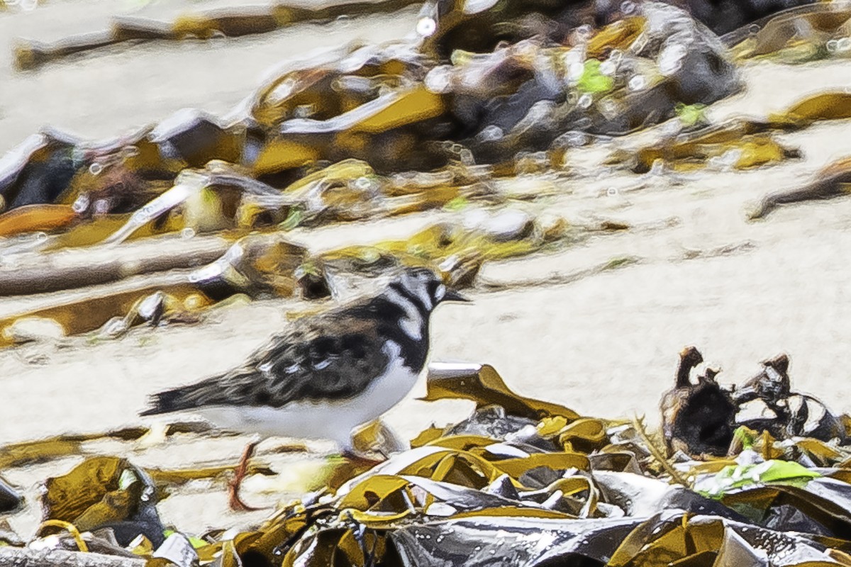 Алаг хайргач - ML635929803