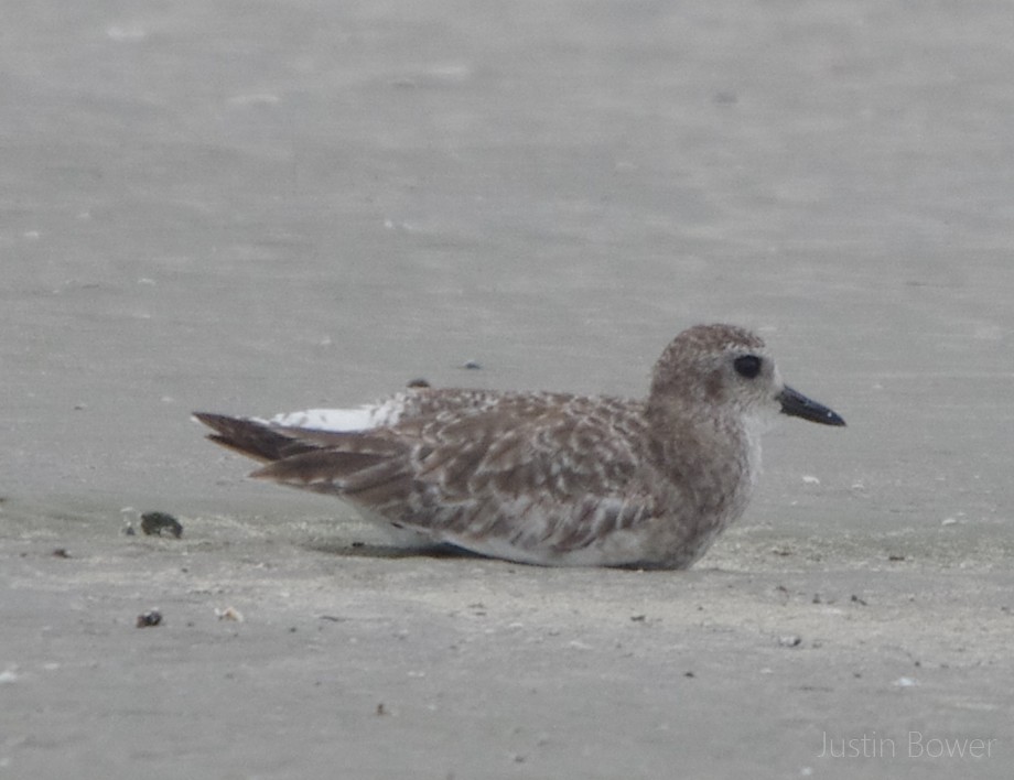 Pivieressa - ML635929872