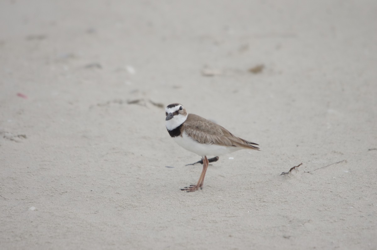 Wilson's Plover - ML635929882