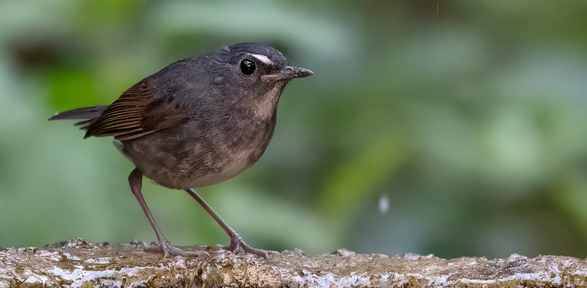 Lesser Shortwing - ML635929888