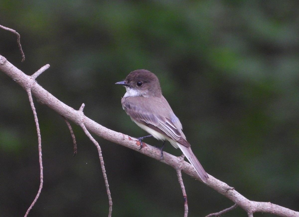 Eastern Phoebe - ML635929889