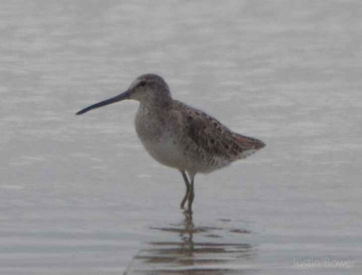 Short-billed Dowitcher - ML635929890