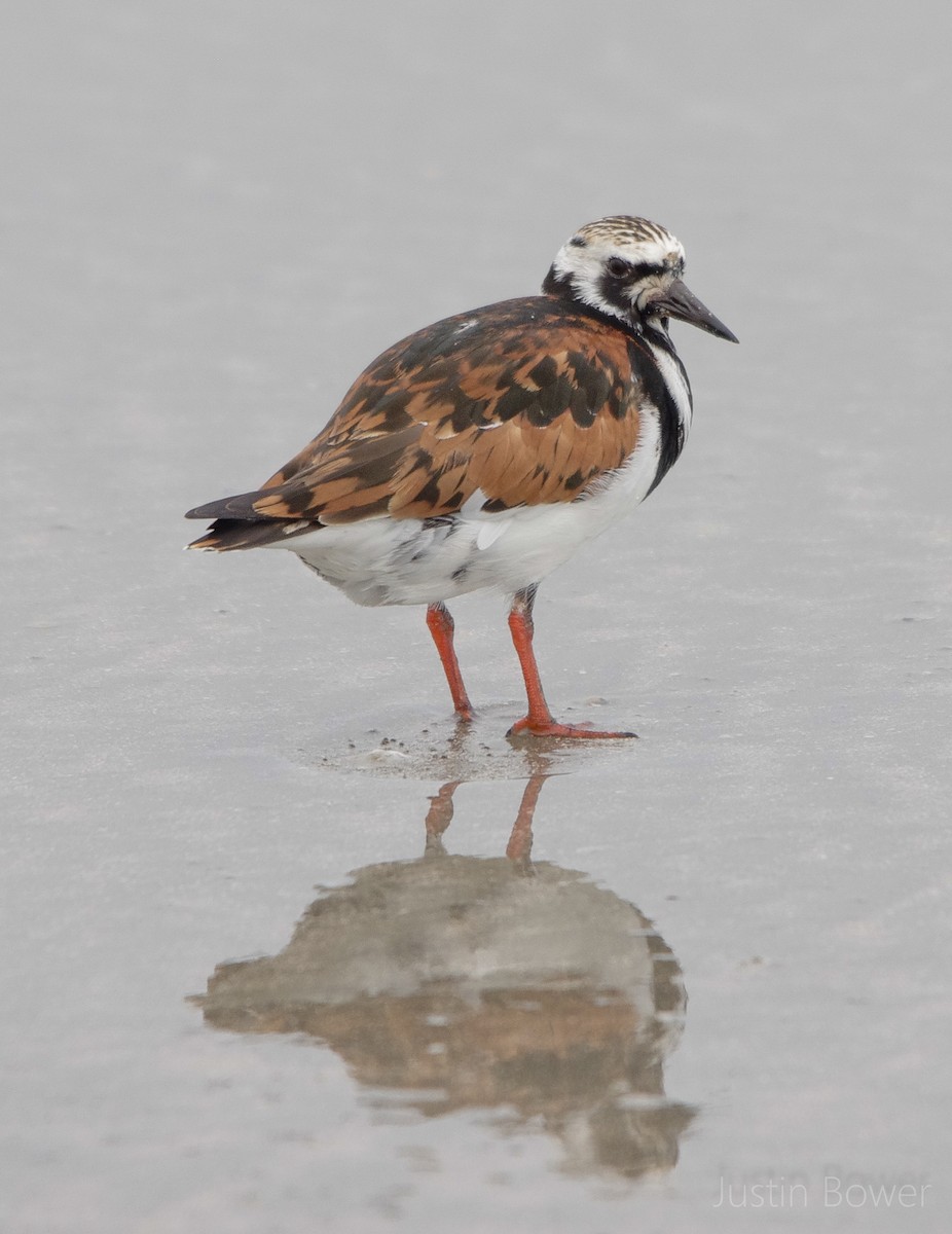 Voltapietre - ML635929902