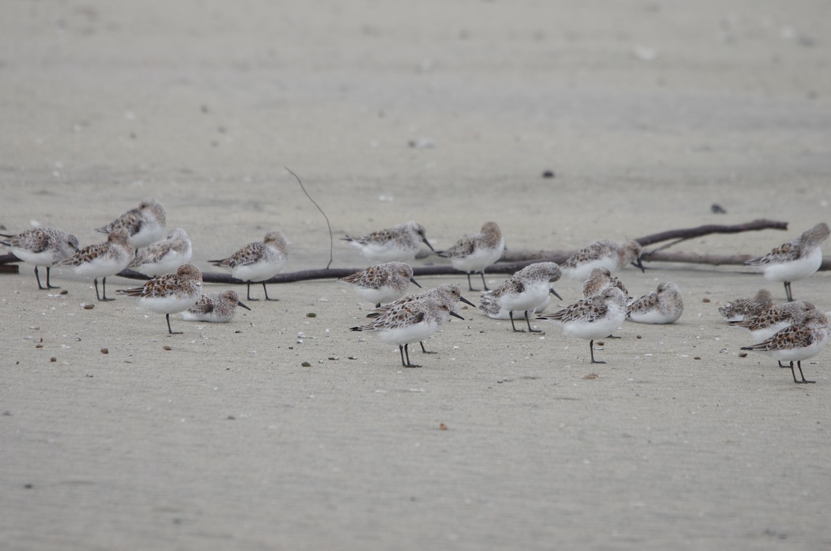 Piovanello tridattilo - ML635929907