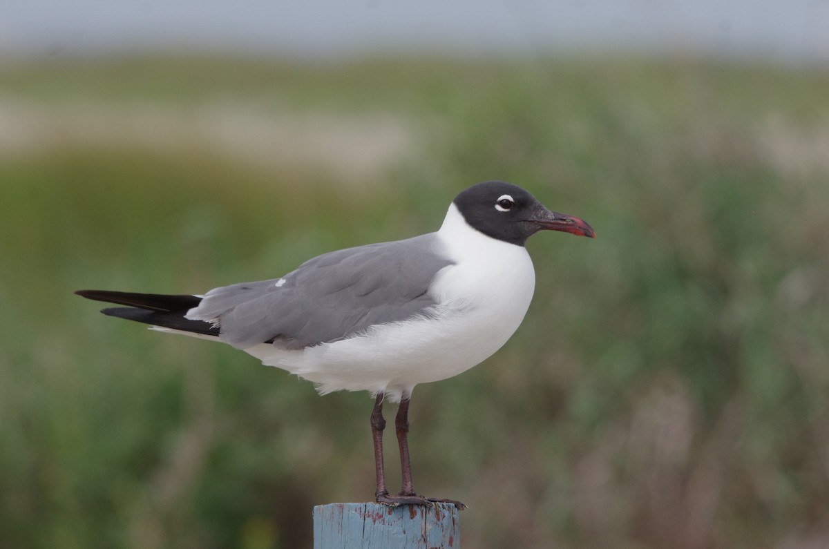 Gabbiano sghignazzante - ML635929909