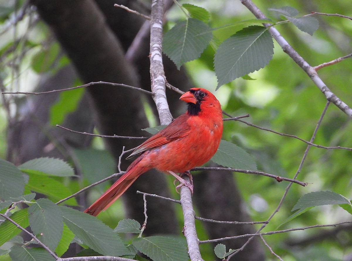 Northern Cardinal - ML635929925