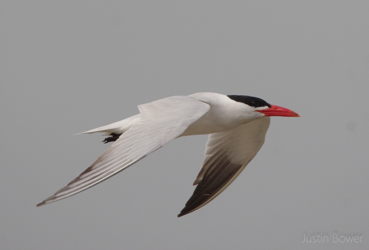 Caspian Tern - Justin Bower