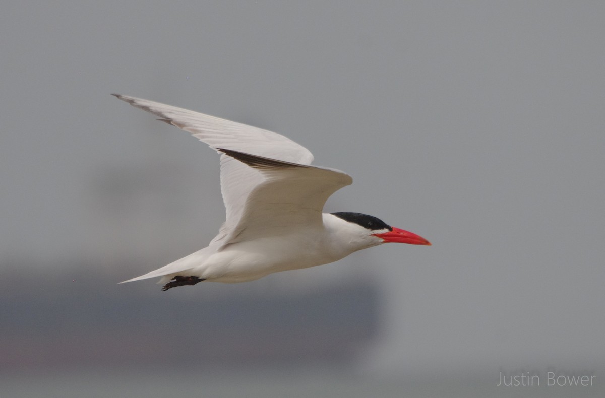 Sterna maggiore - ML635929941