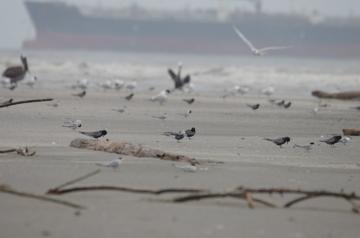 Mignattino comune - ML635929959