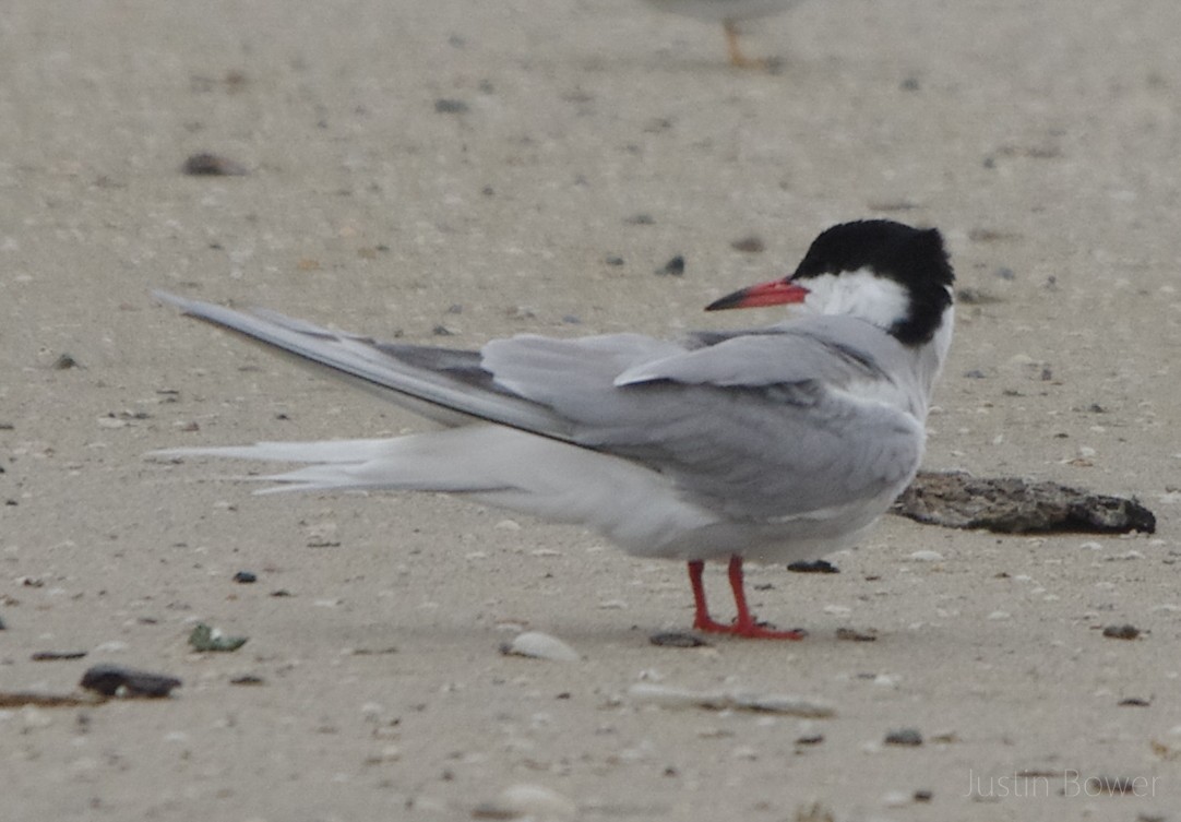 Sterna comune - ML635929972